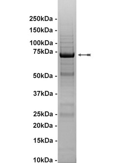 Eurofins DiscoverX Flt-3 Protein, Active 10 &mu;g | Buy Online | Eurofins DiscoverX | Fisher Scientific
